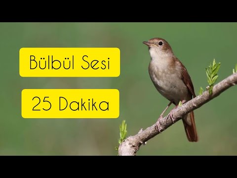 Bülbül Sesi - Doğal Terapi