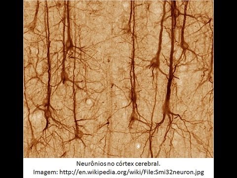 Resumo de Histologia 04 - Tecido Nervoso