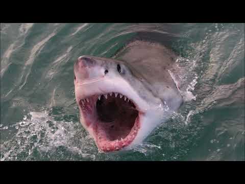 Jaws Theme Song - John Williams