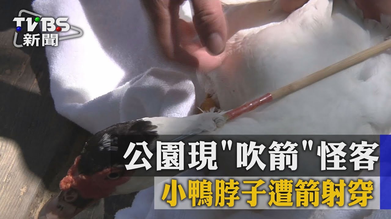 公園現吹箭「怪客」 小鴨脖子遭箭射穿