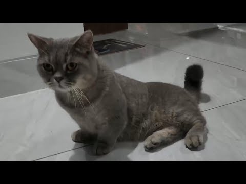 The Cat's Bewildered Face When Seeing Its Beautiful Owner