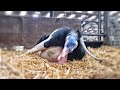 COW GIVING BIRTH The Hoof GP