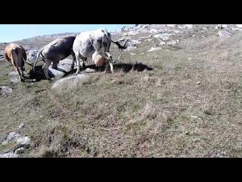 Blago ,, hvala Nevenka