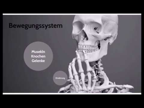 Das Bewegungssystem