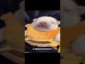 RIP Pibble Pibble Sad Doggy Meme Cute Dog Sadsong Dogshorts
