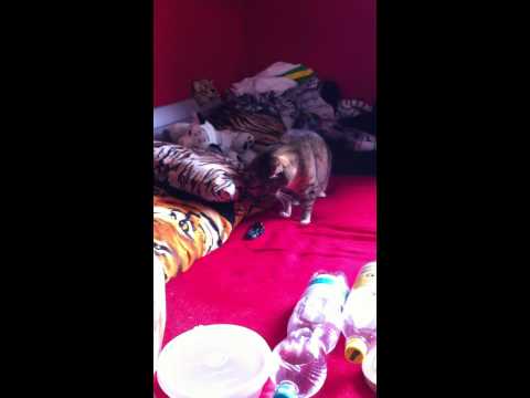 Die Katze denkt es "LEBT" O.o Teil1