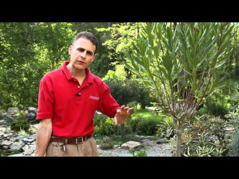 Watering Potted Plants and Containers