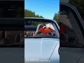 Elmos Wild Elmo Funny Memes