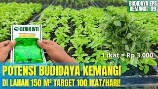 Download lagu SIMPLE TECHNIQUES FOR CULTIVATION OF BASIL WITH VERY PROFITABLE PROSPECTS mp3