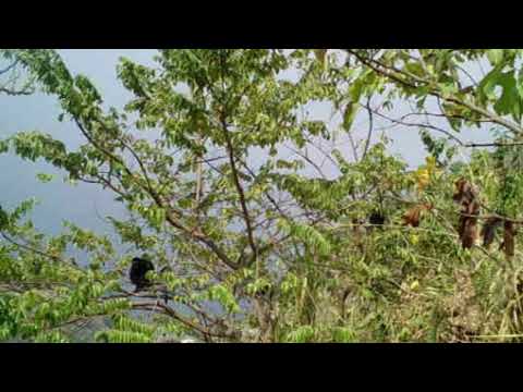 Blue Monkeys in Trees on Idjwi Island