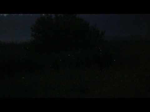 Świetliki, robaczki świętojańskie (Lampyris noctiluca) sfilmowane w Polsce