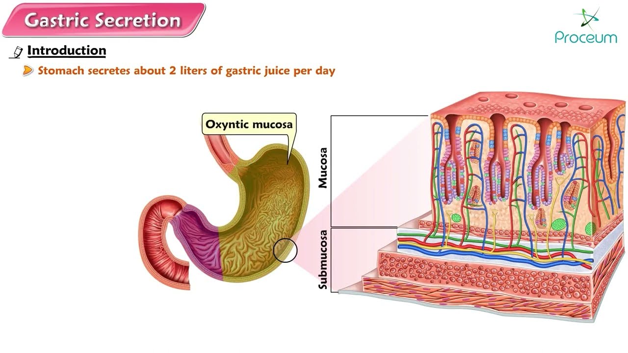 Gastric Secretion Physiology Animation : USMLE Step 1