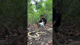 Download lagu often appears in the middle of the forest, makes you shiver #viralvideo #bigsnake #shortvideo #viral mp3 Download lagu often appears in the middle of the forest, makes you shiver #viralvideo #bigsnake #shortvideo #viral mp3