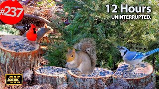 Best of Relaxing TV for Cats 😻12 Hours of Uninterrupted Birds 🐦 Cat TV
