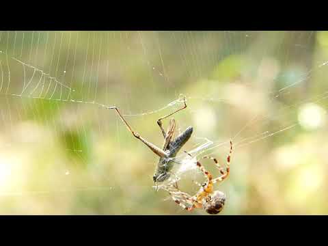 Krzyżak ogrodowy samica i szarańczak