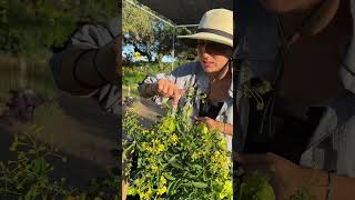 Love the Butterfly Care & Growing Tips