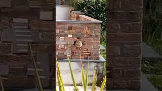 Download lagu IHl have a Visitor#cat#pretty#lovely mp3 Download lagu IHl have a Visitor#cat#pretty#lovely mp3