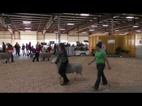 2016 - Sept 25th - National Regional Border Leicester Show