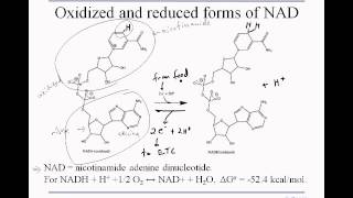 3 5 respiration NADreduction
