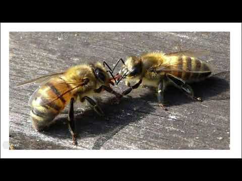 clases de apicultura 3