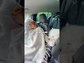 Road Trip As A Family Roadtrip Fun Comedy Travel Family Dog Samoyed