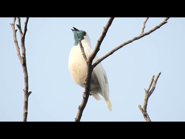 O barulho de uma britadeira é música para os ouvidos perto de duas aves que entram no topo das mais barulhentas de todo o planeta; ouça o canto