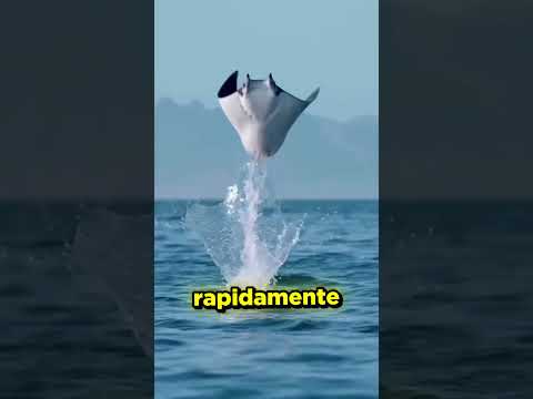 La razza che spaventa perfino gli SQUALI! #shorts #shortsfeed