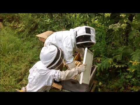 Kids working honey bees