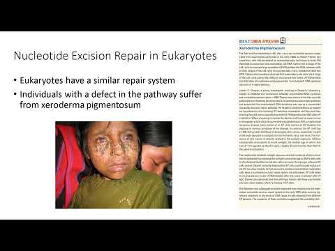 Lecture 9 DNA Damage and Repair Mechanisms Explained