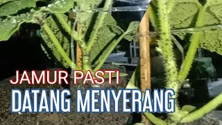 Download lagu cara mencegah jamur tanaman melon di musim penghujan mp3