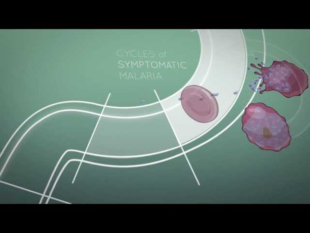 Vidéo Prononciation de gametocyte en Anglais