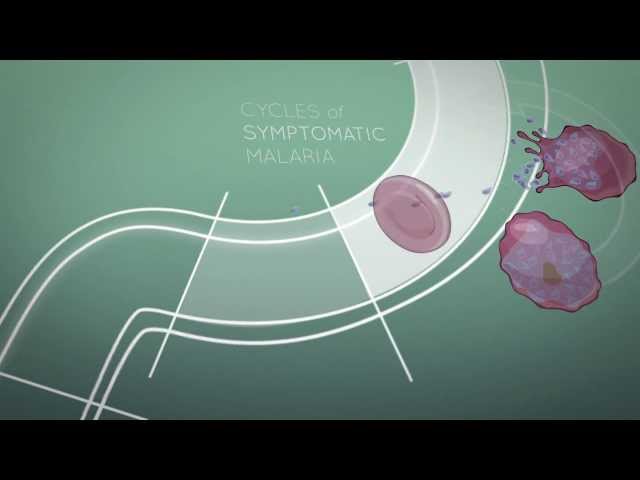 Video Pronunciation of gametocyte in English