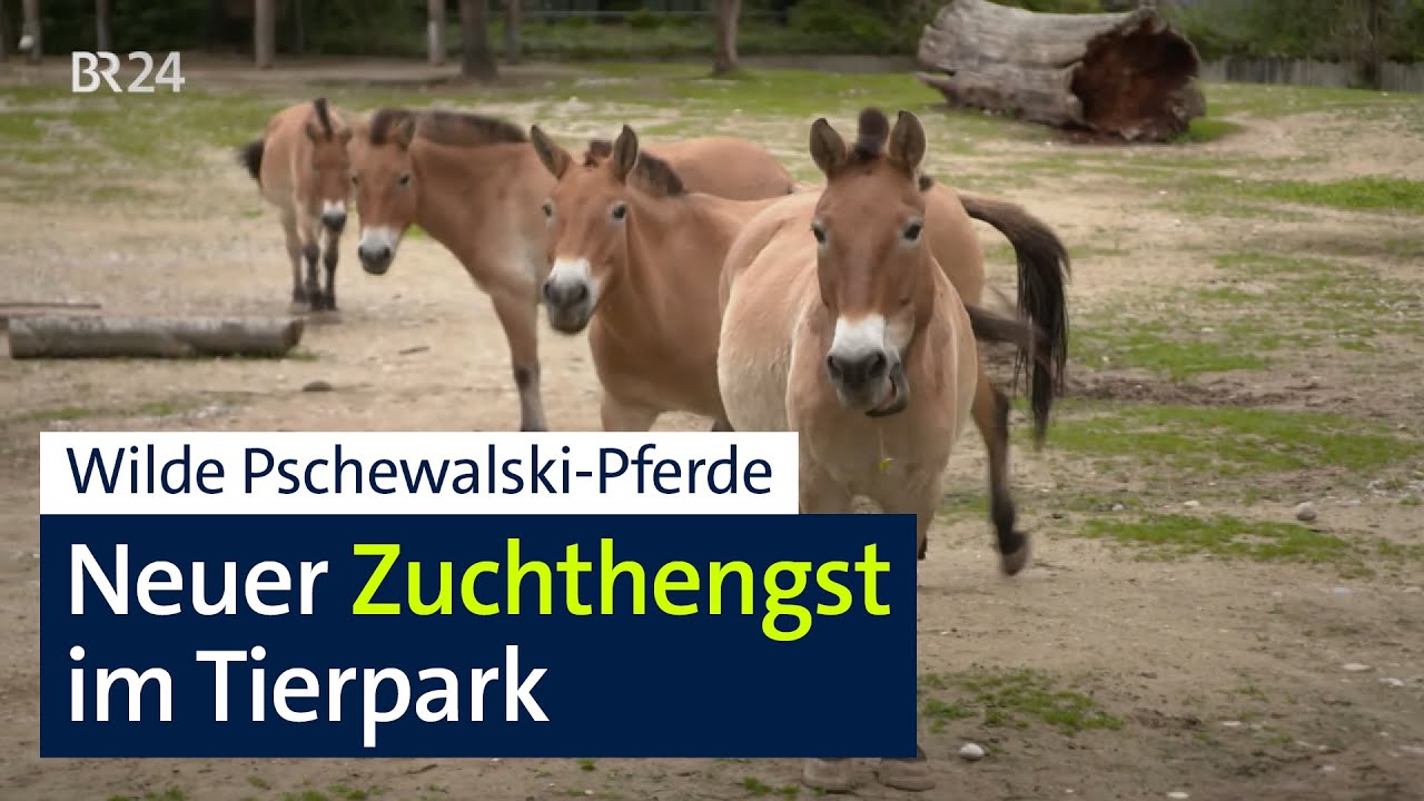 Tierpark Hellabrunn: Neuer Zuchthengst für alte Rasse | Abendschau | BR24