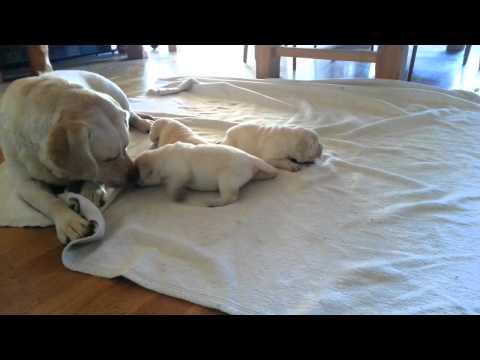 Labrador retriever puppies