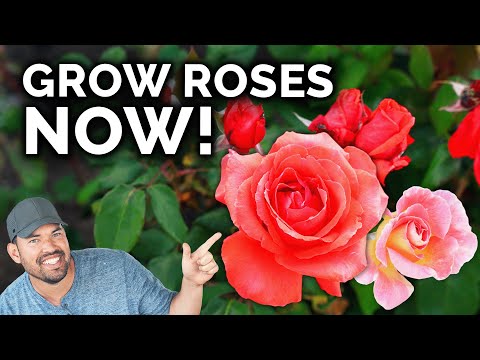 Growing Roses, A Complete Beginner's Guide