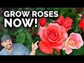 Growing Roses, A Complete Beginner's Guide