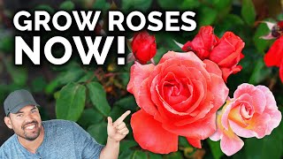 Growing Roses, A Complete Beginner