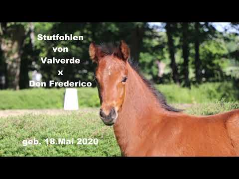 Bewegungstarkes Stutfohlen von Valverde aus sporterfolgreicher Stute von  Don Frederico