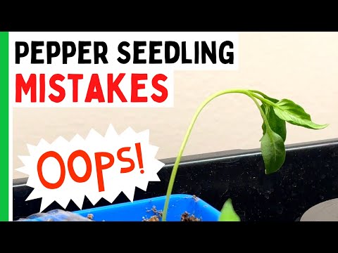 , title : '5 Pepper Seedlings Mistakes You Don't Want To Make - Pepper Geek'