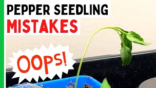 5 Pepper Seedlings Mistakes You Don