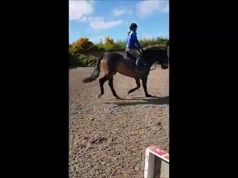 Flynn For Sale Vid 20/6/16