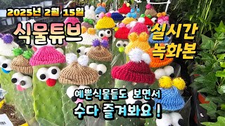 양재꽃시장 예쁜식물들 보면서  랜선으로  수다즐겨봐요. 25년 2월 15일  #양재꽃시장 #식물튜브 #식물아…