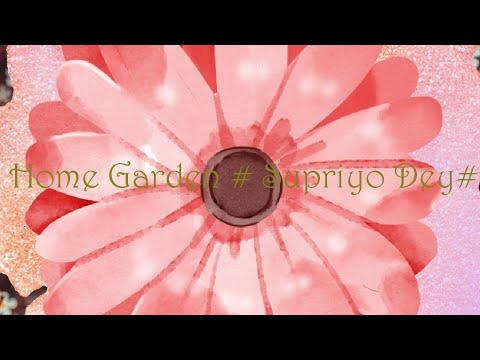 Various flowers!!! @Home Garden#Supriyo Dey#