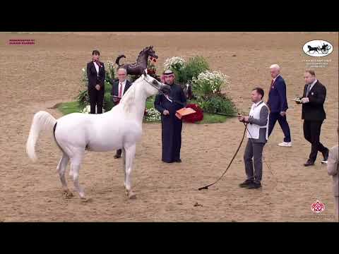 N 372 LAMMAH AL NAIF   Doha International Arabian Horse Show 2023   Stallions 7 10 Years Old Class 1
