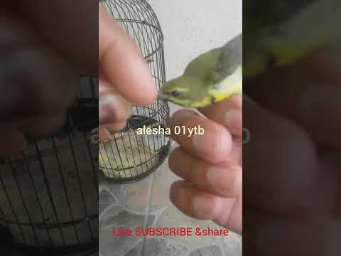 Ontong Novyj Trend Smotret Onlajn Na Sajte Trendovi Ru