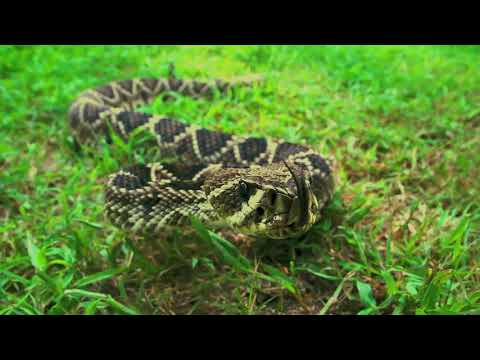 Náhled pro video reference