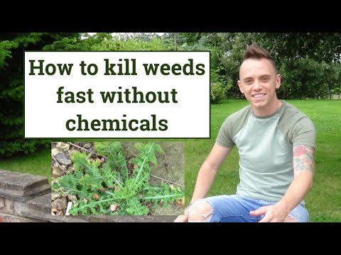 How to kill weeds easily with a weed burner without chemicals