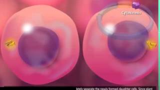 Cell Cycle and Mitosis 3D Animation (SUBTITULOS ESPAÑOL)