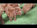 Miniature Poodle dogs for sale: Sandy - Video 1