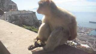 Gibraltar with DiscoverSevilla